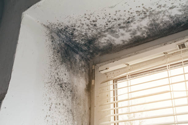 Affordable Hvac And Air Duct Mold Remediation solutions in Moon, VA